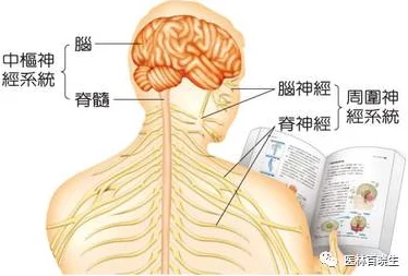 震惊！科学家发现7X7X任意噪居然能导致意想不到的神经反应，颠覆传统认知！