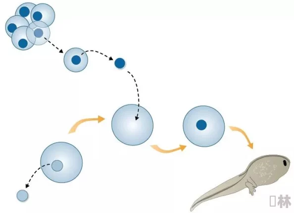 蝌蚪窝一个释放：科学家意外发现蝌蚪竟能自我再生，颠覆了生物学界的常识！