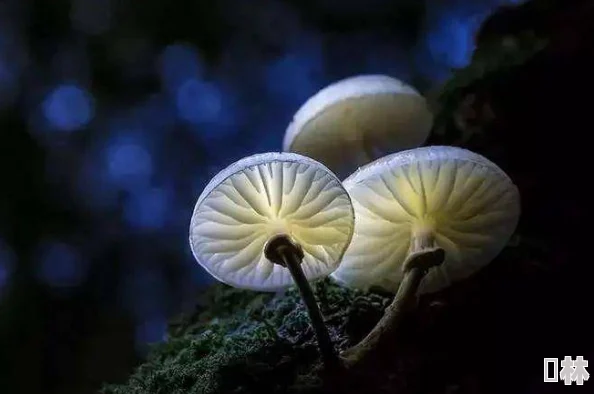 蘑菇头顶开花缝，奇特自然现象引发科学家关注与研究，揭示生态系统中的神秘关系与生物多样性的重要性