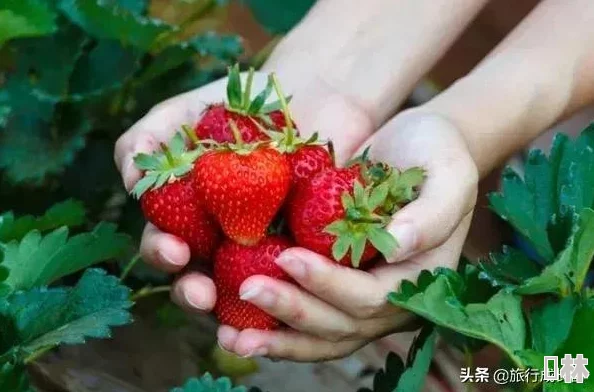 草莓丝瓜草莓芭乐鸭脖奶茶的寓意和象征：探讨其在现代饮食文化中的独特地位与情感表达